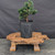 Dwarf Hinoki Cypress (Chamaecyparis obtusa) pre-bonsai opened up by John Romano, tree 21422, full view on a display stand