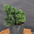 Dwarf Hinoki Cypress (Chamaecyparis obtusa) pre-bonsai opened up by John Romano, tree 21022, close-up of the foliage and branching