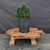 Dwarf Hinoki Cypress (Chamaecyparis obtusa) pre-bonsai opened up by John Romano, tree 21030, second view