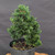 Dwarf Hinoki Cypress (Chamaecyparis obtusa) pre-bonsai opened up by John Romano, tree 21003, close-up of the foliage and branching