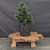 Dwarf Hinoki Cypress (Chamaecyparis obtusa) pre-bonsai opened up by John Romano, tree 21196, full view on a display stand