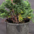 Dwarf Hinoki Cypress (Chamaecyparis obtusa) pre-bonsai opened up by John Romano, tree 21196, second view