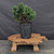 Dwarf Hinoki Cypress (Chamaecyparis obtusa) pre-bonsai opened up by John Romano, tree 21036, full view on a display stand