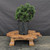 Dwarf Hinoki Cypress (Chamaecyparis obtusa) pre-bonsai opened up by John Romano, tree 21036, second view