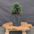 Dwarf Hinoki Cypress (Chamaecyparis obtusa) pre-bonsai opened up by John Romano, tree 21092, full view on a display stand
