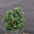 Dwarf Hinoki Cypress (Chamaecyparis obtusa) pre-bonsai opened up by John Romano, tree 21092, close-up of the foliage and branching