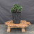 Dwarf Hinoki Cypress (Chamaecyparis obtusa) pre-bonsai opened up by John Romano, tree 21172, full view on a display stand