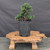 Dwarf Hinoki Cypress (Chamaecyparis obtusa) pre-bonsai opened up by John Romano, tree 21008, full view on a display stand