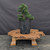 Dwarf Hinoki Cypress (Chamaecyparis obtusa) pre-bonsai opened up by John Romano, tree 21008, second view