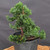 Dwarf Hinoki Cypress (Chamaecyparis obtusa) pre-bonsai opened up by John Romano, tree 21008, close-up of the foliage and branching