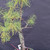 Collected Vermont larch (Larix laricina) pre-bonsai in a nursery pot, tree 24208, close-up of the trunk and branching
