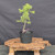 Collected Vermont larch (Larix laricina) pre-bonsai in a nursery pot, tree 24130, full view on a display stand