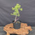 Collected Vermont larch (Larix laricina) pre-bonsai in a nursery pot, tree 24130, second view