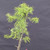 Collected Vermont larch (Larix laricina) pre-bonsai in a nursery pot, tree 24130, close-up of the trunk and branching