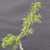 Collected Vermont larch (Larix laricina) pre-bonsai in a nursery pot, tree 24237, close-up of the trunk and branching
