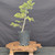 Collected Vermont larch (Larix laricina) pre-bonsai in a nursery pot, tree 24245, full view on a display stand
