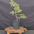 Collected Vermont larch (Larix laricina) pre-bonsai in a nursery pot, tree 24245, second view