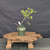 Collected Vermont larch (Larix laricina) pre-bonsai in a nursery pot, tree 24147, full view on a display stand