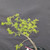 Collected Vermont larch (Larix laricina) pre-bonsai in a nursery pot, tree 24147, close-up of the trunk and branching