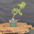 Collected Vermont larch (Larix laricina) pre-bonsai in a nursery pot, tree 24054, full view on a display stand