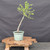 Collected Vermont larch (Larix laricina) pre-bonsai in a nursery pot, tree 24172, full view on a display stand