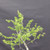 Collected Vermont larch (Larix laricina) pre-bonsai in a nursery pot, tree 24172, close-up of the trunk and branching