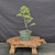 Collected Vermont larch (Larix laricina) pre-bonsai in a nursery pot, tree 24052, second view
