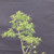 Collected Vermont larch (Larix laricina) pre-bonsai in a nursery pot, tree 24052, close-up of the trunk and branching