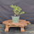 Collected Vermont larch (Larix laricina) pre-bonsai in a nursery pot, tree 24067, full view on a display stand