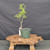 Collected Vermont larch (Larix laricina) pre-bonsai in a nursery pot, tree 24110, second view