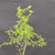 Collected Vermont larch (Larix laricina) pre-bonsai in a nursery pot, tree 24110, close-up of the trunk and branching