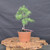 Collected Vermont larch (Larix laricina) pre-bonsai in a nursery pot, tree 24120, second view