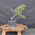 Collected Vermont larch (Larix laricina) pre-bonsai in a nursery pot, tree 24150, full view on a display stand
