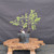 Collected Vermont larch (Larix laricina) pre-bonsai in a nursery pot, tree 24837, second view