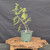 Collected Vermont larch (Larix laricina) pre-bonsai in a nursery pot, tree 24590, second view