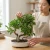 Hand shaping the canopy of a Golden Gate Ficus Grove bonsai in a cream oval pot on a wooden table