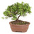 Shimpaku Juniper bonsai with a curving trunk and a full rounded canopy of soft fine foliage in a brown oval pot