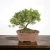 Shimpaku Juniper bonsai with a curved trunk in an unglazed brown oval pot on a dark wood table