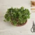 Top view of a Shimpaku Juniper bonsai canopy in a brown oval pot beside bonsai shears