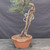 Exposed root (Neagari) Japanese Black Pine pre-bonsai in a Tokoname training pot, tree 21366, exposed roots and pot from the front