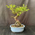 Exposed root Chinese elm bonsai (Ulmus parvifolia) in a glazed japanese ceramic pot, tree 23016, photo 1