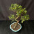 Exposed root Chinese elm bonsai (Ulmus parvifolia) in a glazed yixing ceramic pot, tree 19259, photo 5
