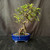 Exposed root Chinese elm bonsai (Ulmus parvifolia) in a glazed yixing ceramic pot, tree 19310, photo 1