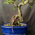 Exposed root Chinese elm bonsai (Ulmus parvifolia) in a glazed yixing ceramic pot, tree 19310, photo 2
