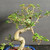 Chinese elm bonsai (Ulmus parvifolia) in a glazed japanese ceramic pot, tree 19389, photo 3