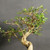 Chinese elm bonsai (Ulmus parvifolia) in a unglazed yixing ceramic pot, tree 23012, photo 3