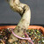 Chinese elm bonsai (Ulmus parvifolia) in a unglazed yixing ceramic pot, tree 23012, photo 4