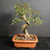 Chinese elm bonsai (Ulmus parvifolia) in a unglazed yixing ceramic pot, tree 23012, photo 5