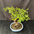 Exposed root Chinese elm bonsai (Ulmus parvifolia) in a glazed japanese ceramic pot, tree 23016, photo 4