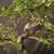 Chinese elm bonsai (Ulmus parvifolia) in a unglazed yixing ceramic pot, tree 23024, photo 3